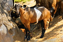 Domestic goat (Capra hircus) seeking shade from an oak tree at midday, Greece.