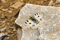 Parnassus / Mountain apollo butterfly, Thessaly / Mount Olympus subspecies (Parnassius apollo olympiacus) sun basking at 1500m on Mount Olympus, Greece.