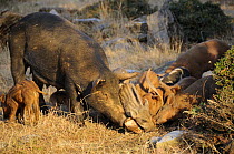 Feral pig (Sus scrofa domestica) family gnawing on goat skull, NE Greece.