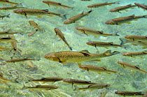 Chubb {Squalius / Leuciscus cephalus} in clear waters of Plitvice lakes, Croatia.
