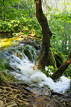 Woodland waterfall in Plitvice Lakes National Park, Croatia, where travertine forms as moss becomes coated in lime.