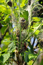 Massed caterpillars of Small / Orchard ermine moth (Yponomeuta padella) feeding on and decimating hedgerow plants (Prunus sp) Wiltshire, UK, summer. 2009