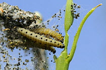 Caterpillars of Small / Orchard ermine moth (Yponomeuta padella) feeding on stems of defoliated hedgerow plant (Prunus sp.) under protective silk tent with mass of droppings caught inside, Wiltshire,...