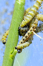 Caterpillars of Small / Orchard ermine moth (Yponomeuta padella) feeding on stems of defoliated hedgerow plant (Prunus sp.) under protective silk tent, Wiltshire, UK, summer. 2009