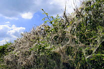 Protective silk webs spun by gregarious caterpillars of Small / Orchard ermine moth (Yponomeuta padella) on roadside hedgerow. Prunus sp. leaves decimated, Dog rose (Rosa caninis) leaves surviving. Wi...