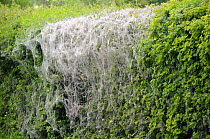 Protective silk webs spun by gregarious caterpillars of Small / Orchard ermine moth (Yponomeuta padella) on roadside hedgerow, Wiltshire, UK, summer. 2009