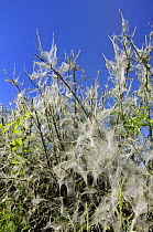 Protective silk webs spun by gregarious caterpillars of Small / Orchard ermine moth (Yponomeuta padella) on roadside hedgerow, Wiltshire, UK, summer. 2009
