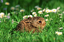 European brown hare (Lepus europaeus) leveret crouching low in grass, UK