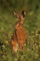 European brown hare (Lepus europaeus) on alert, UK