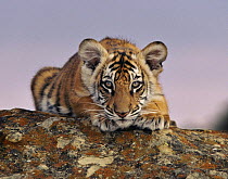 Bengal tiger (Panthera tigris) cub. USA, taken under controlled conditions.