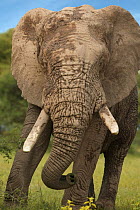 African elephant (Loxodonta africana) very old bull (75+ years), Marakele NP, South Africa