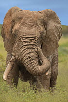 African elephant (Loxodonta africana) having a mudbath, Marakele NP, South Africa