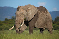 African elephant (Loxodonta africana) bull feeding, Waterberg, Marakele NP, South Africa