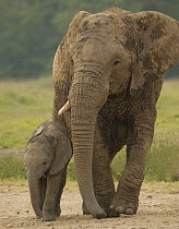 African elephant (Loxodonta africana) mother and calf, captive, Knowsley Safari Park, UK