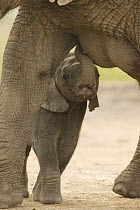 African elephant (Loxodonta africana) calf suckling, captive, Knowsley Safari Park, UK
