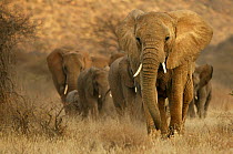 African elephant (Loxodonta africana) breeding herd led by matriarch, Samburu GR, Kenya