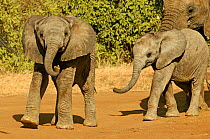 African elephant (Loxodonta africana) two calves in breeding herd, Samburu GR, Kenya