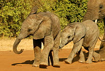 African elephant (Loxodonta africana) two calves walking in line in breeding herd, Samburu GR, Kenya