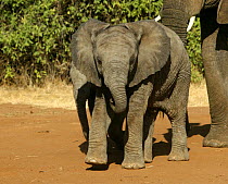 African elephant (Loxodonta africana) two calves walking along road in breeding herd, Samburu GR, Kenya