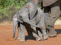 African elephant (Loxodonta africana) two calves walking along road in breeding herd, Samburu GR, Kenya