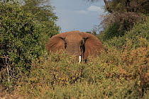 African elephant (Loxodonta africana) bull in thick bush (dangerous), Samburu GR, Kenya