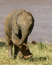 African elephant (Loxodonta africana) calf walking beside water, Samburu GR, Kenya