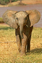 African elephant (Loxodonta africana) inquisitive calf, Samburu GR, Kenya