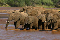 African elephant (Loxodonta africana) breeding herd drinking in river, Samburu GR, Kenya