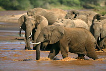 African elephant (Loxodonta africana) breeding herd crossing river, Samburu GR, Kenya