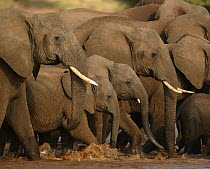 African elephant (Loxodonta africana) breeding herd crossing river, Samburu GR, Kenya~**Not available for world retail 2011 calendars**