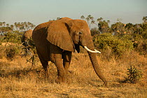 African elephant (Loxodonta africana) in bush, Samburu GR, Kenya