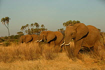 African elephant (Loxodonta africana) breeding herd walking across bush, Samburu GR, Kenya