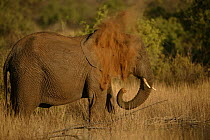 African elephant (Loxodonta africana) dust bathing, Samburu GR, Kenya