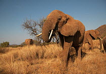 African elephant (Loxodonta africana) breeding herd feeding, Samburu GR, Kenya