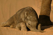 African elephant (Loxodonta africana) very young calf (2 weeks) sleeping, Samburu GR, Kenya