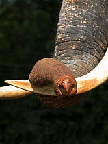 Asian elephant (Elaphus maximus) close up of trunk resting on tusk, captive, Pinnawala elephant orphanage, Sri Lanka