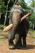 Asian elephant (Elaphus maximus) working at traditional forest logging, Sri Lanka