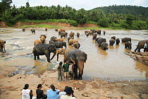 Tourists watching Asian elephants (Elaphus maximus) drinking and bathing in river at Pinnawala Elephant Orphanage, captive, Sri Lanka