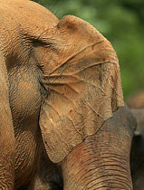 Close up of rear of ear of Asian elephant (Elaphus maximus) showing veins for heat loss, captive, Pinnawala Elephant Orphanage, Sri Lanka