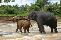 Asian elephant (Elaphus maximus) older female dominating young calf, captive, Pinnawala Elephant Orphanage, Sri Lanka