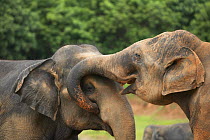 Asian elephant (Elaphus maximus) two interacting, captive, Pinnawala Elephant Orphanage, Sri Lanka