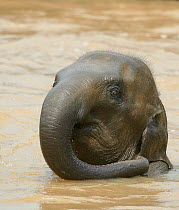 Asian elephant (Elaphus maximus) playing in water, bathing, captive, Pinnawala Elephant Orphanage, Sri Lanka