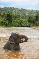 Asian elephant (Elaphus maximus) bathing in river, drinking, captive, Pinnawala Elephant Orphanage, Sri Lanka