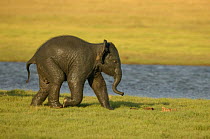 Asian elephant (Elaphus maximus) calf following herd beside water, after bathing, Minneria NP, Sri Lanka