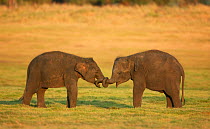 RF- Asian elephant (Elaphus maximus) two young calves playing with trunks twisted, Minneria National Park, Sri Lanka. Endangered species. (This image may be licensed either as rights managed or royalt...