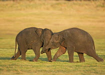 Asian elephant (Elaphus maximus) two young calves playing, Minneria NP, Sri Lanka