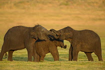 Asian elephant (Elaphus maximus) three young calves playing, Minneria NP, Sri Lanka