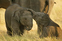 Asian elephant (Elaphus maximus) two young calves playing, Minneria NP, Sri Lanka
