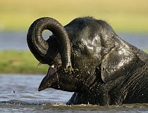 Asian elephant (Elaphus maximus) bathing, Minneria NP, Sri Lanka