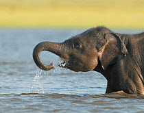 Asian elephant (Elaphus maximus) calf in water, drinking, Minneria NP, Sri Lanka